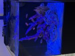 IMG_2200.jpeg