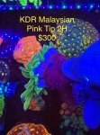 IMG_5632.jpeg