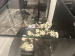 IMG_3184.jpeg