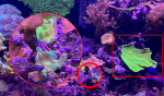 TANK 9-22-25c.png