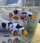 Pair 1.jpg Pair 1.jpg