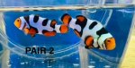 Pair 2.jpg Pair 2.jpg