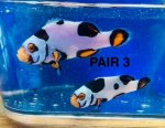 Pair 3.jpg Pair 3.jpg