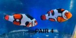 Pair 4.jpg Pair 4.jpg