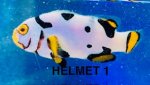 Helmet 1.jpg