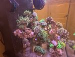 IMG_3355.jpeg