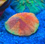 IMG_0409.jpeg