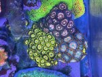 IMG_9934.jpeg