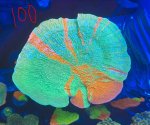 IMG_2039.jpeg