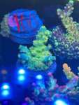 IMG_2045.jpeg