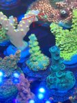 IMG_2046.jpeg