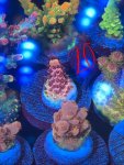 IMG_2055.jpeg
