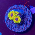IMG_2062.jpeg