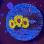 IMG_2063.jpeg