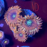 IMG_2064.jpeg