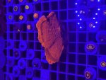 IMG_1606.jpeg