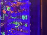 IMG_1609.jpeg