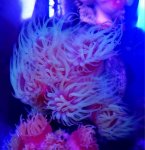 dendro 14 heads 2.jpg