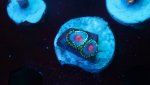 blue kiss 2 polyp 2.JPG