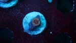 queen strat 1 polyp.JPG