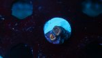 queen strat 2 polyp.JPG