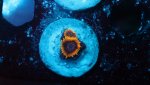 stingy marley 2 polyp.JPG