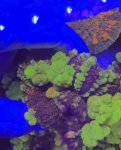 IMG_7132.jpeg