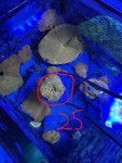 IMG_1868.JPEG