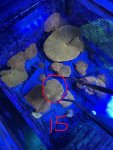IMG_1869.JPEG