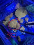 IMG_1871.JPEG