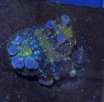 IMG_7521.jpeg
