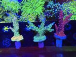 IMG_6759.jpeg