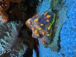IMG_2416.jpeg