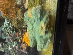 IMG_5217.jpeg