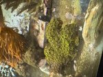 IMG_5219.jpeg