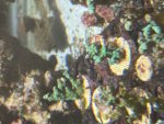 IMG_5221.jpeg
