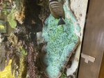 IMG_5223.jpeg