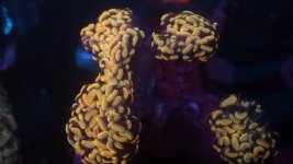 Solomon Islands Branching Yellow hammer.JPG