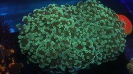 solomon islands frogspawn hammer hybrid LRG.JPG