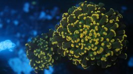 solomon islands frogspawn hammer hybrid MED.JPG