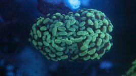 solomon islands hammer MED 2.JPG