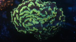 solomon islands hammer MED.JPG