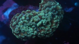 Solomon islands yellow stem hammer MED.JPG