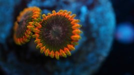 stingy marley 2 polyp 2.JPG