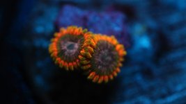 stingy marley 2 polyp.JPG