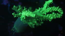 aquacultured neon green sinularia.JPG