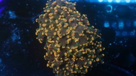 aquacultured orange and green frog indo.JPG