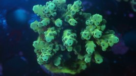 Maricultue green monster Solomon Islands.JPG