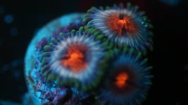 miami vice 3 polyp.JPG