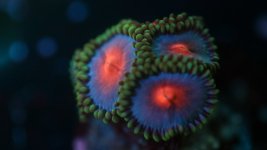 miami vice 4 polyp.JPG